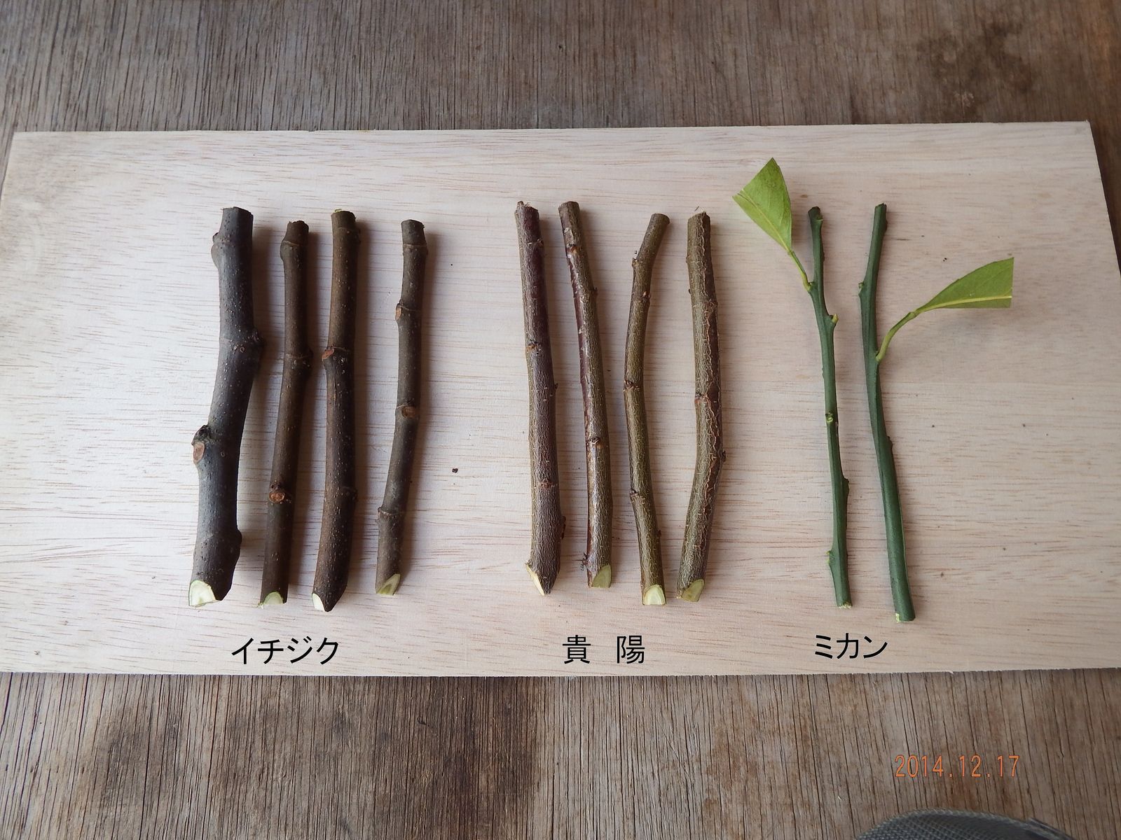 挿し木 イチジク 貴陽 ミカン 一色の畑 挿し木 イチジク 貴陽 ミカン 一色の畑