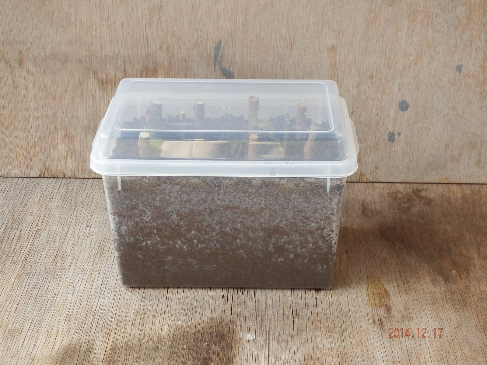 挿し木 イチジク 貴陽 ミカン 一色の畑