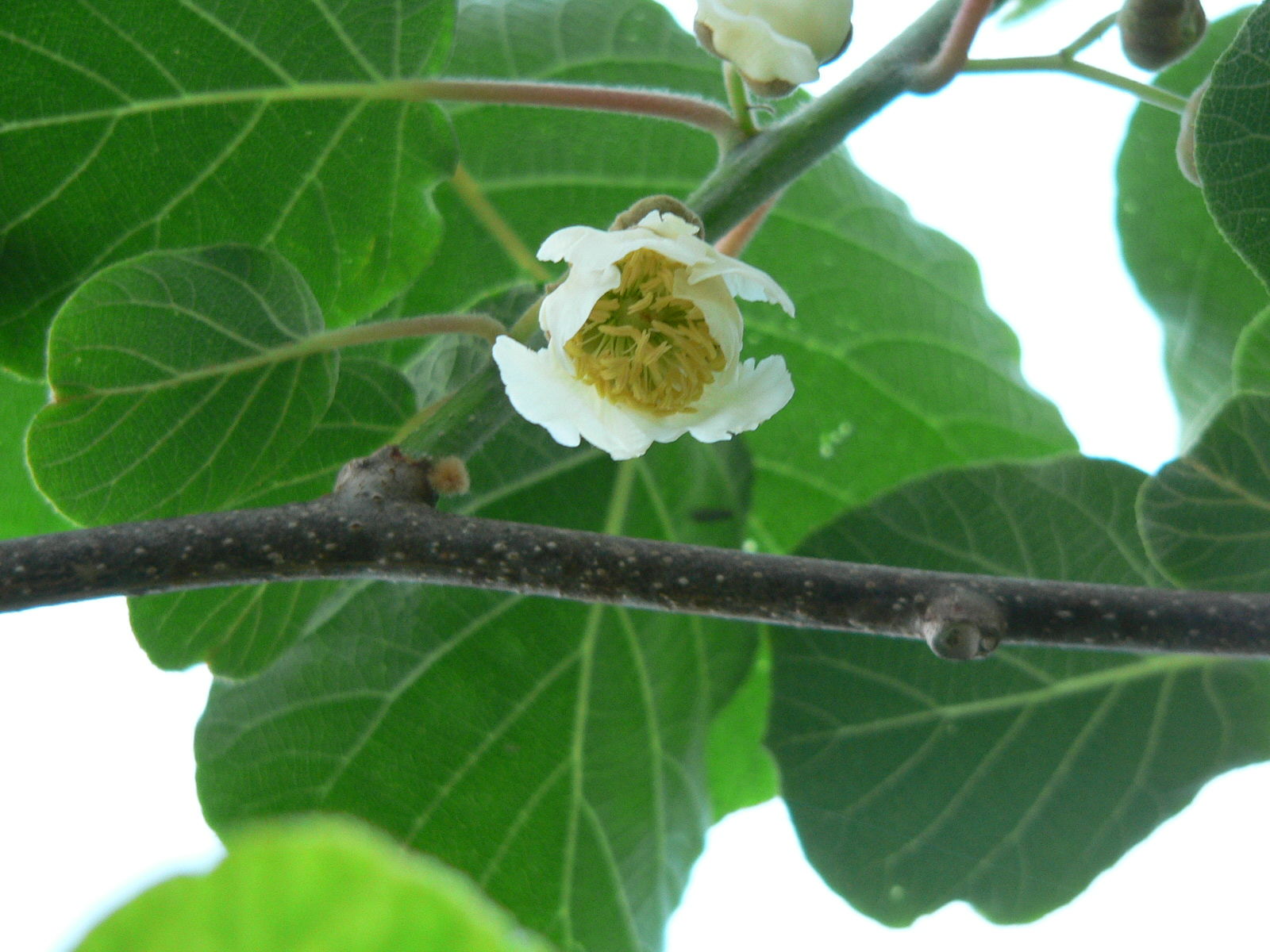 一色の畑 キウイの花が咲きました 一色の畑 キウイの花が咲きました