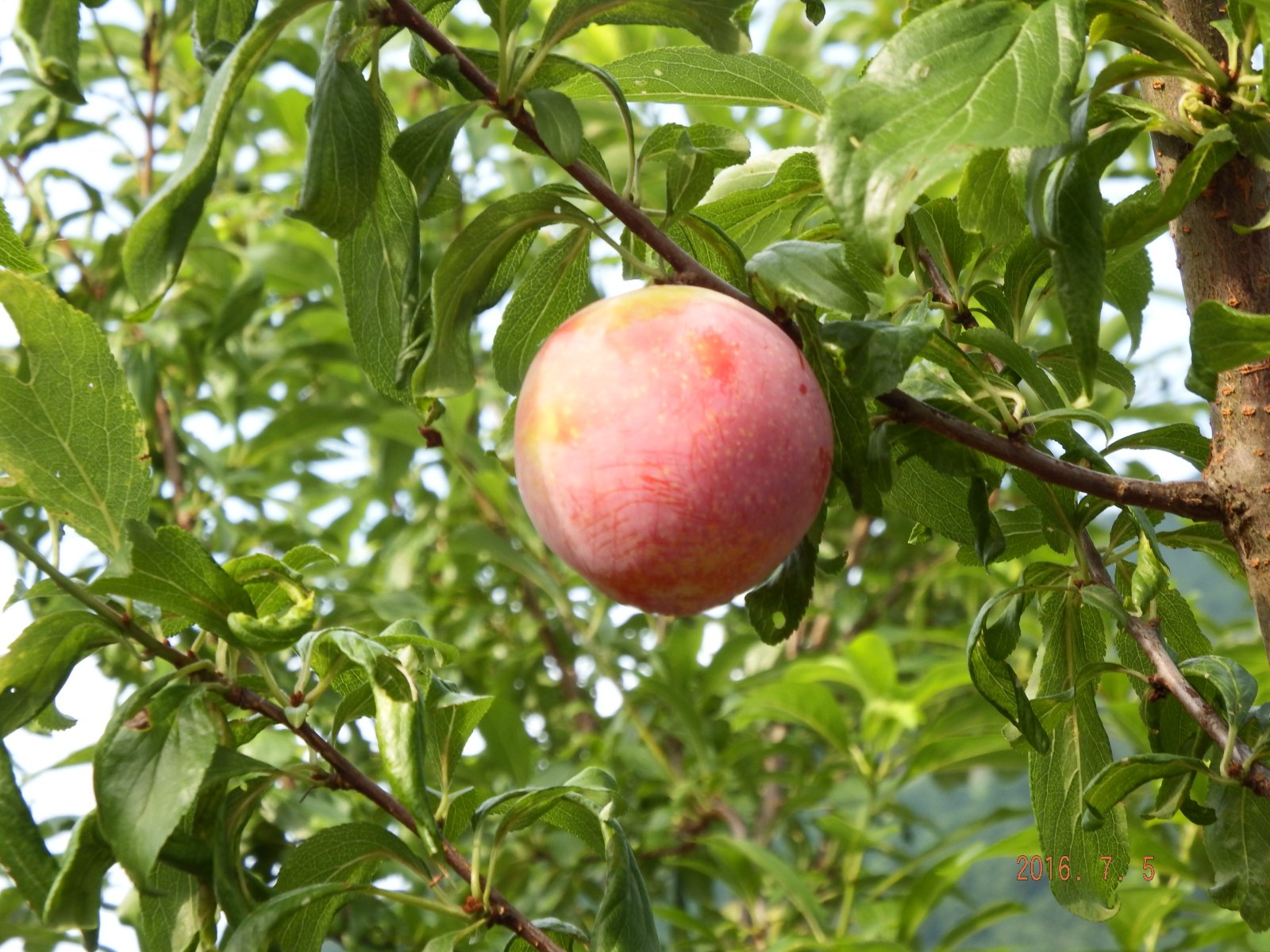  MacBook LED とサンタローザのさらなる噂