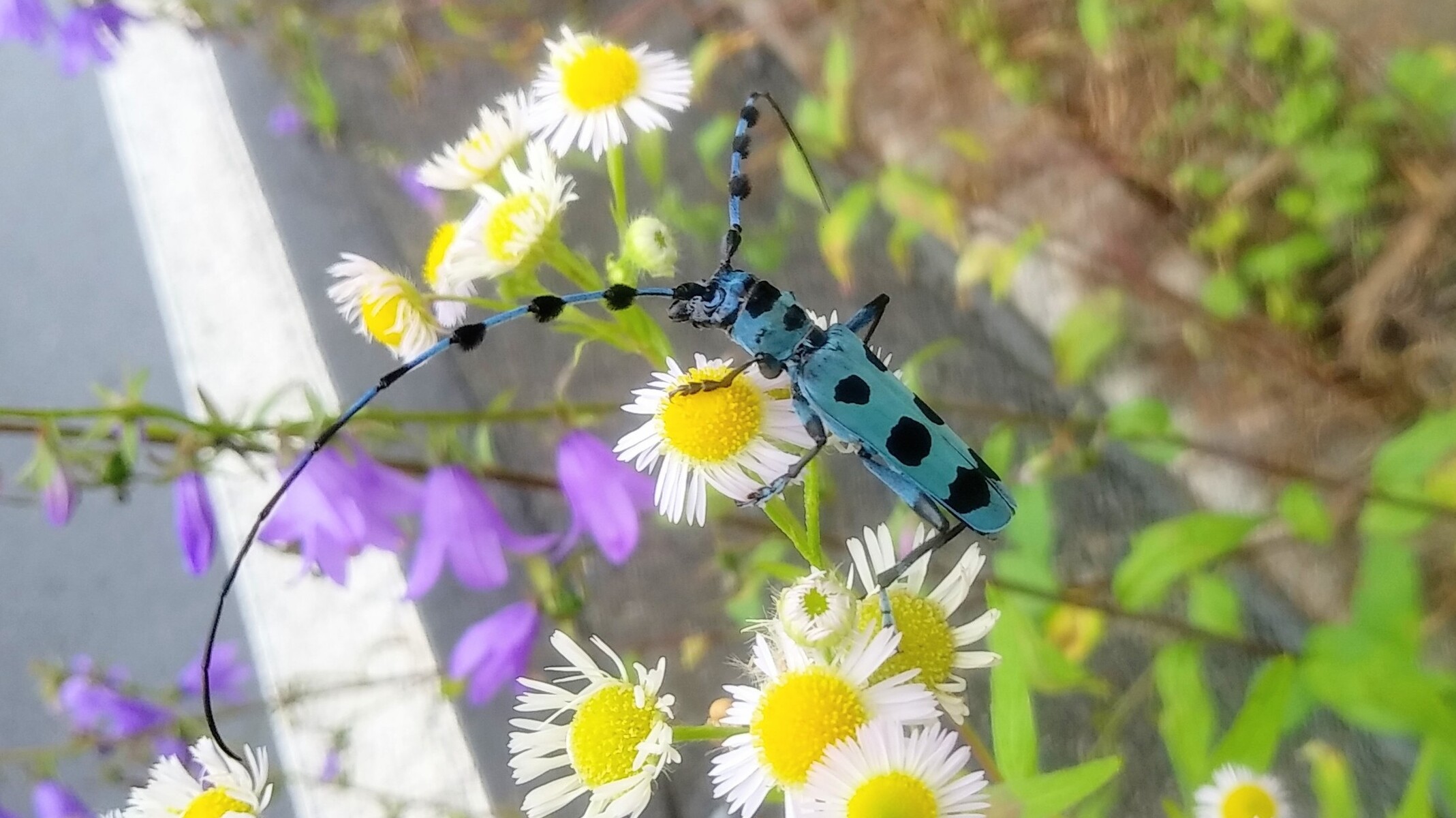 水玉模様の昆虫は 白馬日和