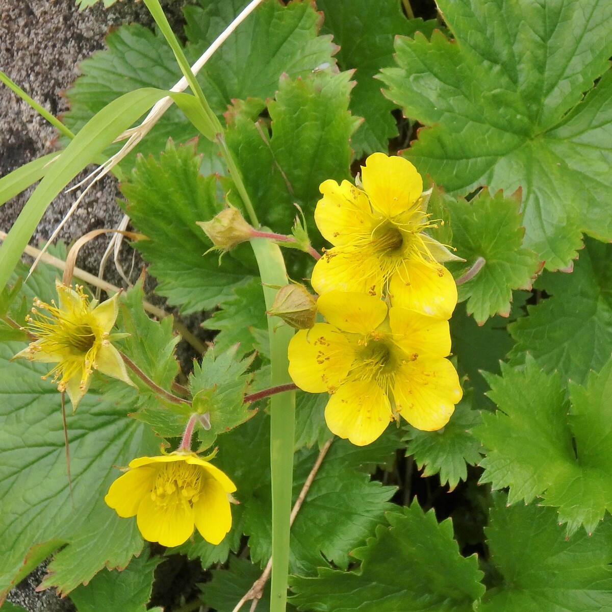 百花繚乱 白馬岳 白馬日和 百花繚乱 白馬岳 白馬日和