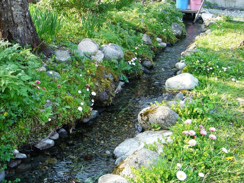 春の小川の小さな生物 白馬日和