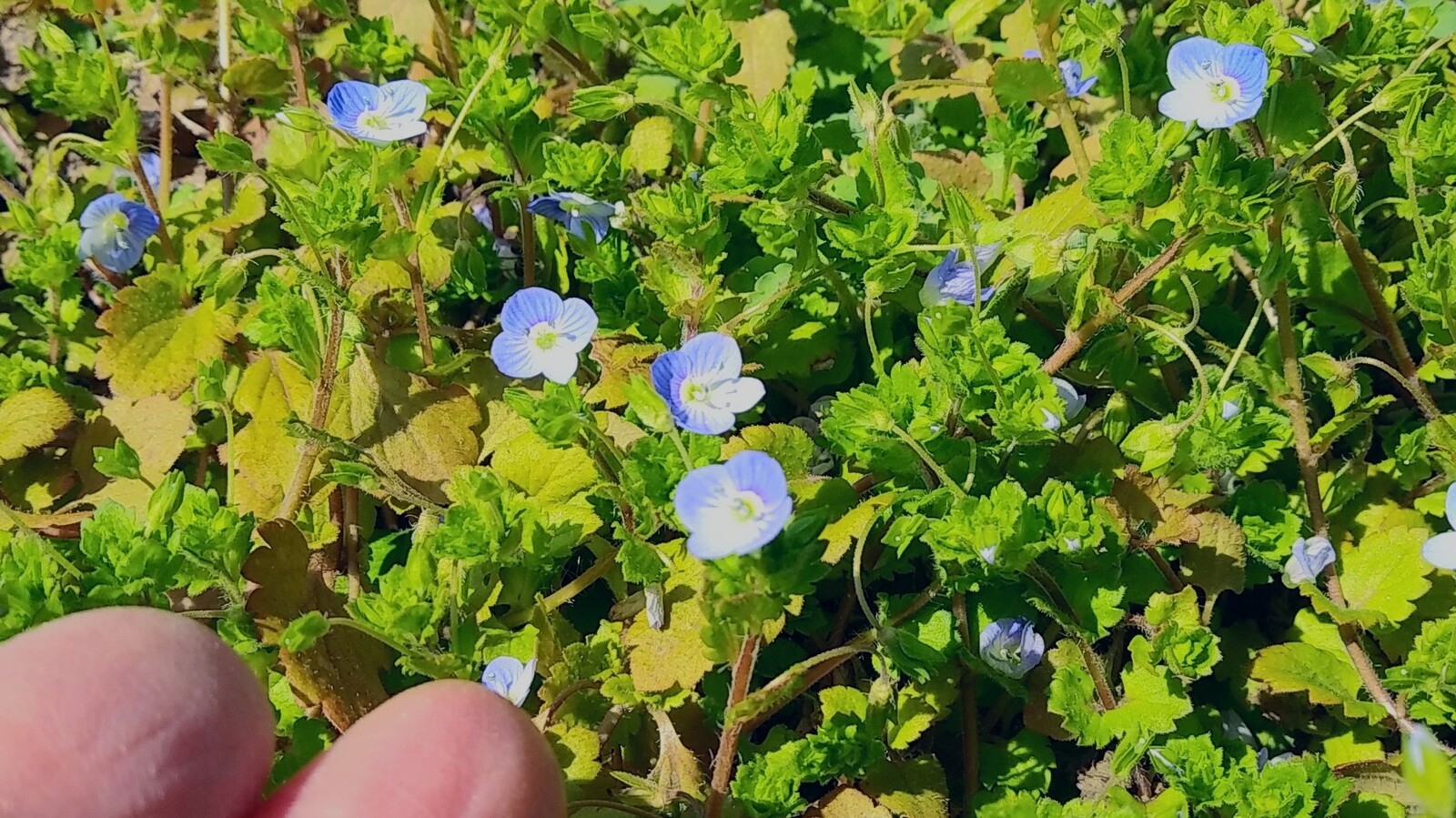 クイズ これは何の実でしょう 白馬日和