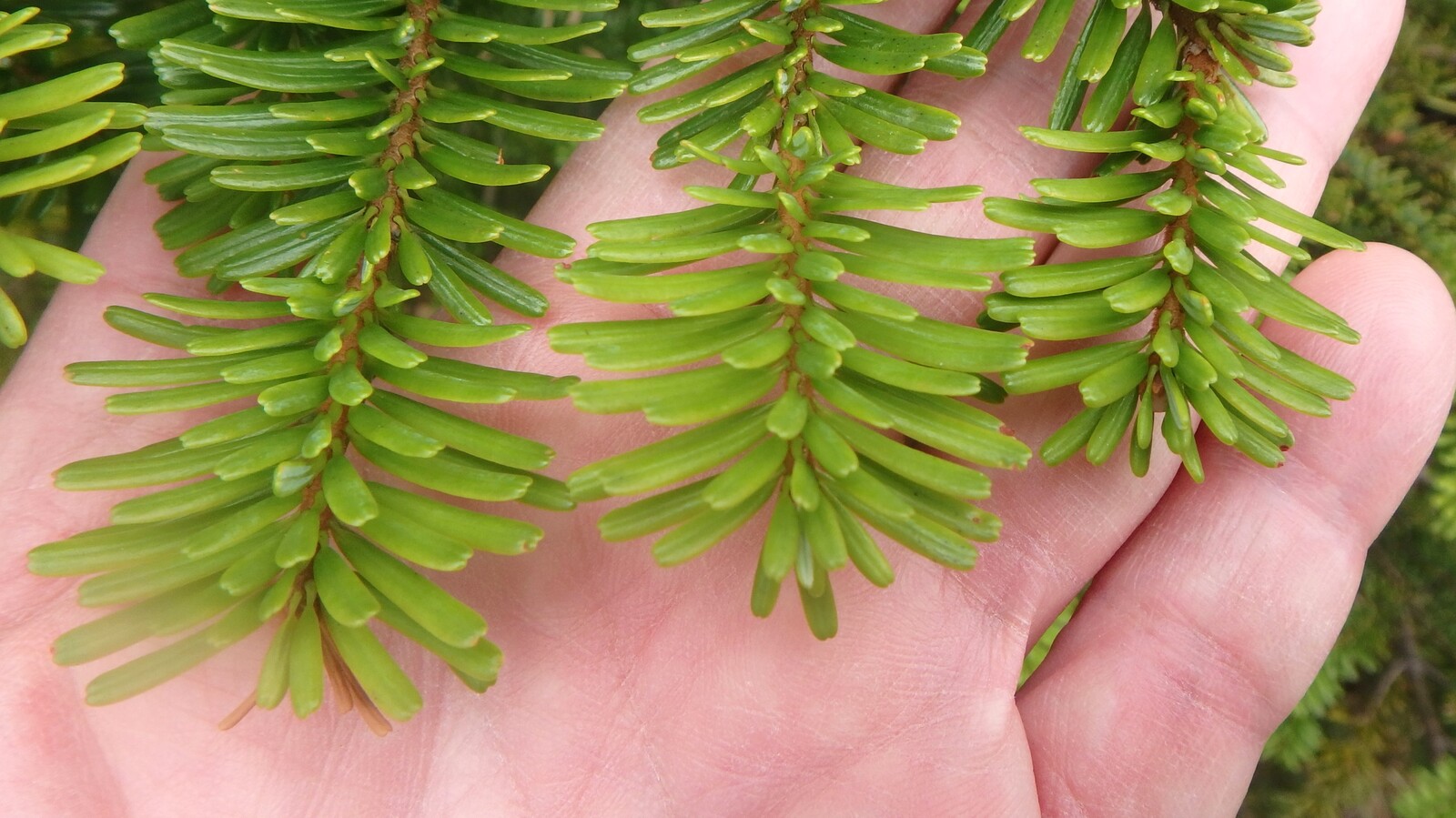 癒しの森 北八ヶ岳 白馬日和