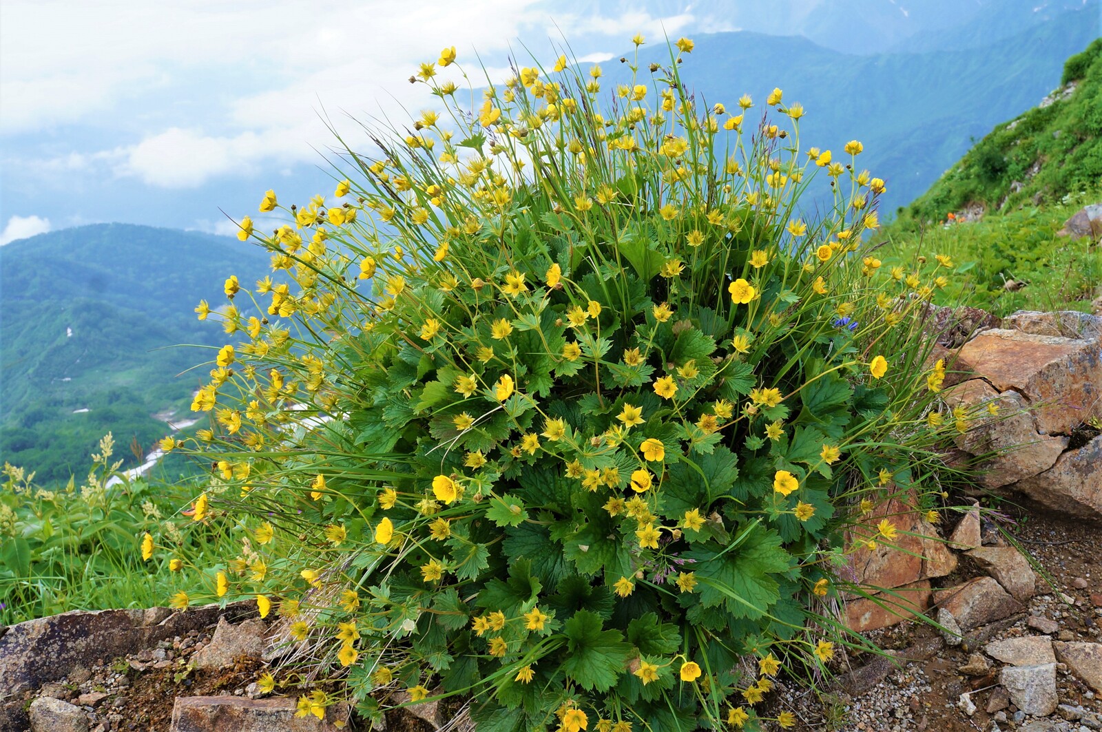 高山植物実習 白馬大池 船越の頭 白馬日和 高山植物実習 白馬大池 船越の頭 白馬日和
