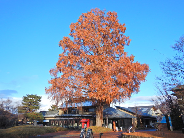 Ë̺شۤÎÁ°¤Î¥á¥¿¥»¥³¥¤¥ä¤ÎÌÚ