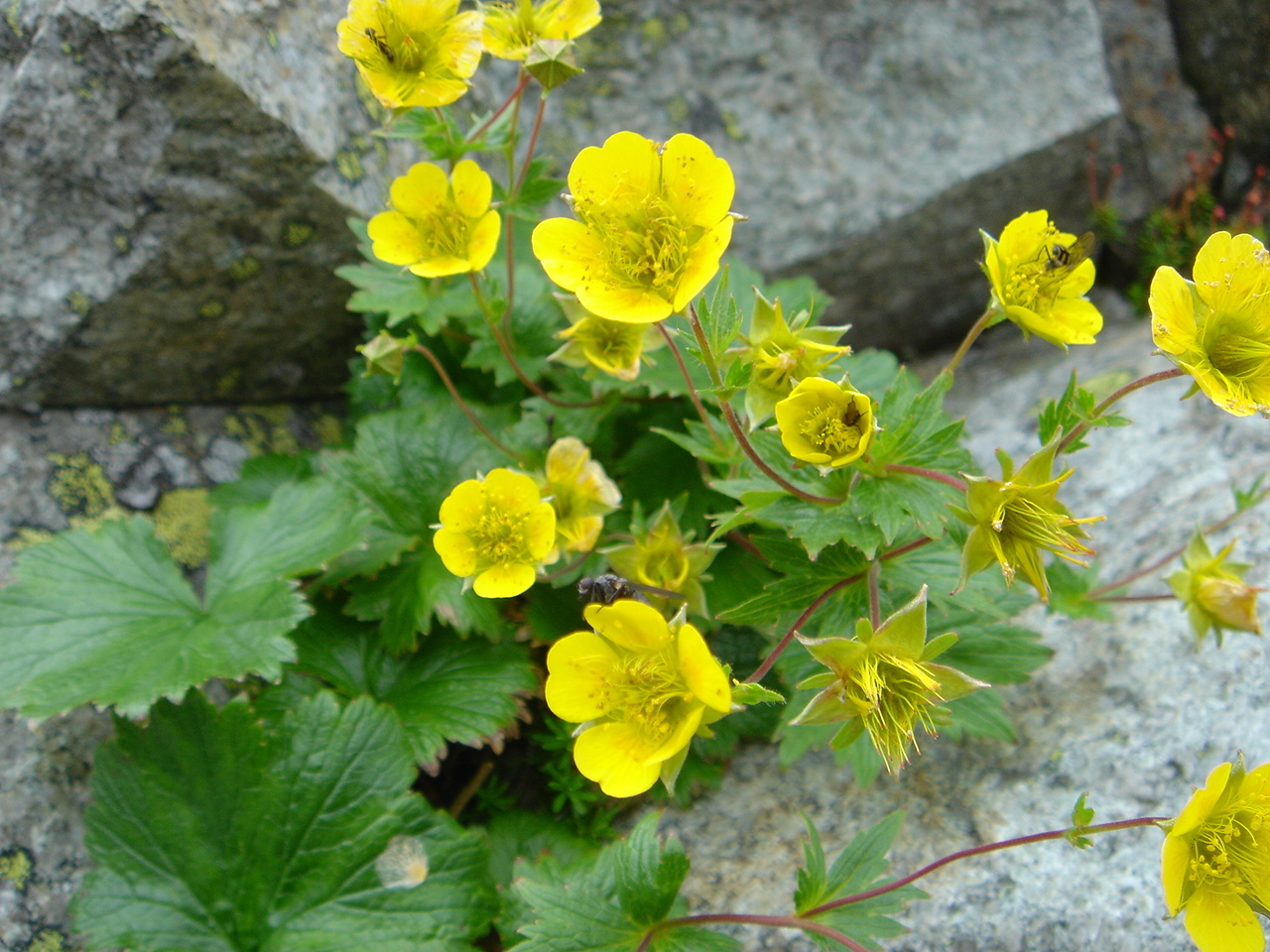 学校登山０９ 西部中学校 白馬日和