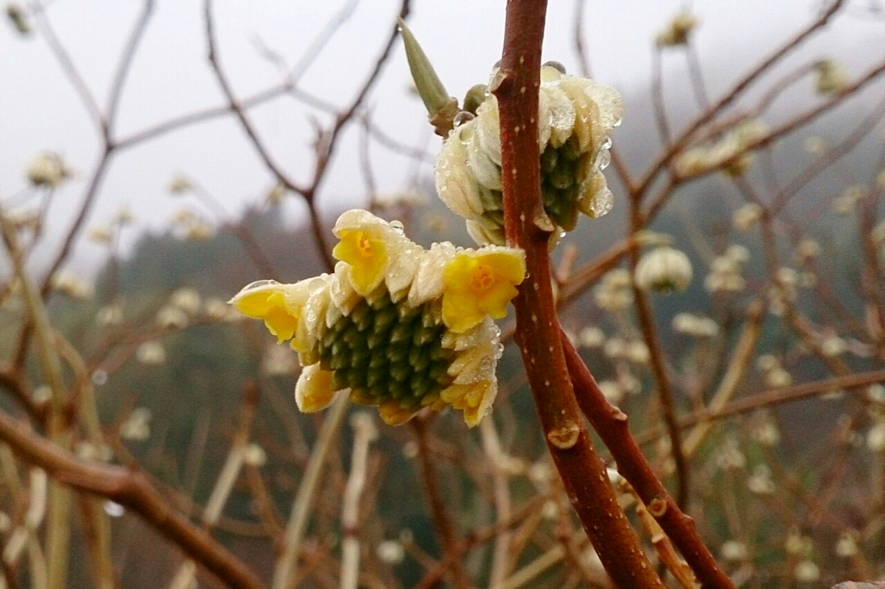 ミツマタの花 白馬日和