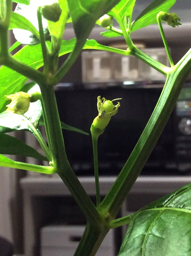 島唐辛子の実 悠悠炊事