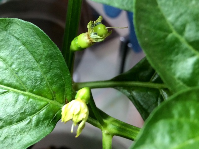 島唐辛子の実 悠悠炊事