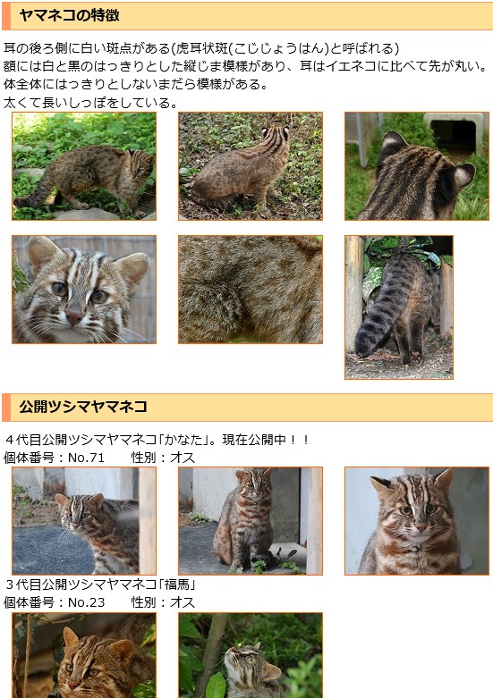 ヤマネコ写真に見る西表島と対馬の違い 悠悠炊事
