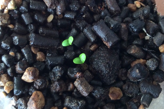 島唐辛子の花 悠悠炊事