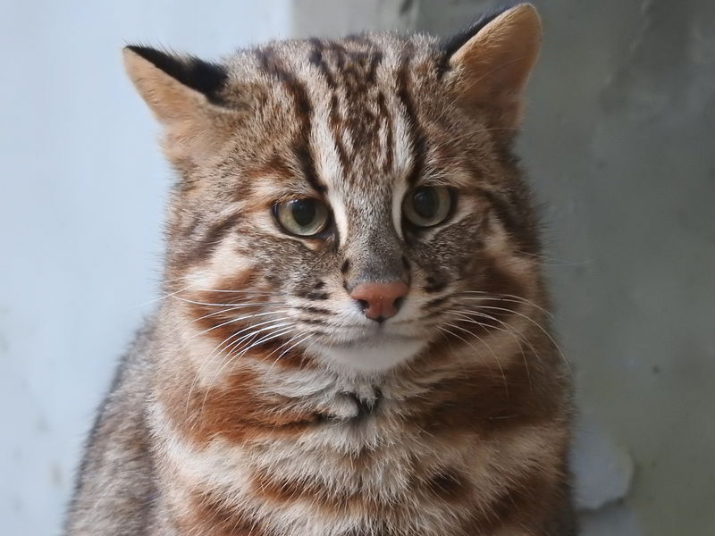 ヤマネコ写真に見る西表島と対馬の違い 悠悠炊事 ヤマネコ写真に見る西表島と対馬の違い 悠悠炊事