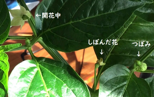 島唐辛子の花 悠悠炊事