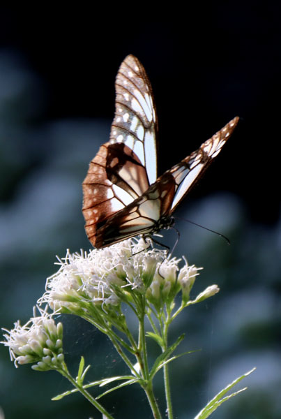 浅葱斑(あさぎまだら)蝶飛来・・四季の風景・秋・・花[藤袴(ふじばかま