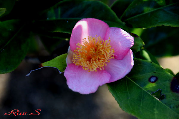 茶人の正月 炉開き 旧暦亥の月の亥の日１９ １１ １０ その時季に咲く椿 炉開き ろびらき ２０１９ Flower Photography By Riw ３９０ 庭園 芦屋釜の里 花譜の館