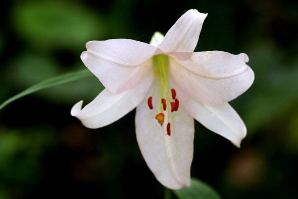 今日の花・夏・・笹百合(ささゆり)2018・・愛すべき日本の固有種