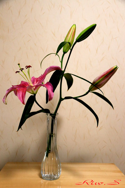 オリエンタルユリ Oh オリエンタル ハイブリッド種 ソルボンヌ Sorbonne 系 Flower Photography By Riw 426 花譜の館 オリエンタルユリ Oh オリエンタル ハイブリッド種 ソルボンヌ Sorbonne 系 Flower Photography By Riw 426 花譜の館