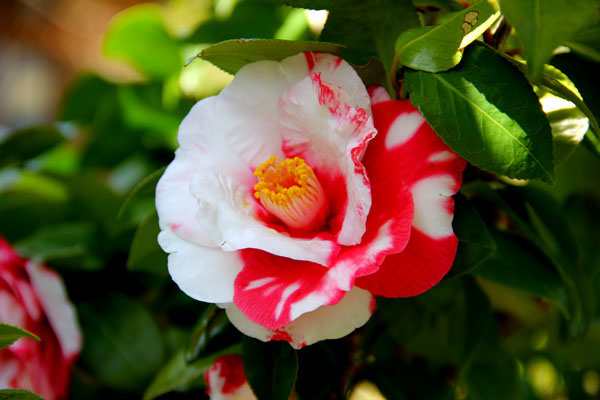 今日の一句 ３０ 紅白の椿 岩根絞り いわねしぼり 芦屋釜の里 花譜の館