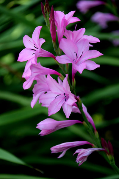 ヒオウギズイセン属 こと ワトソニア Watsonia Flower Photography By Riw １７７ 福智山ろく花公園 高木ガーデン 花譜の館