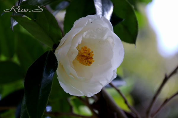 江戸時代からの古典品種 椿 天の川 あまのがわ 白色 八重の抱え咲き 中 大輪 Flower Photography By Riw 409 北九州市立総合農事センター 花譜の館 江戸時代からの古典品種 椿 天の川 あまのがわ 白色 八重の抱え咲き 中 大輪 Flower Photography By Riw 409 北九州市立総合農事センター 花譜の館