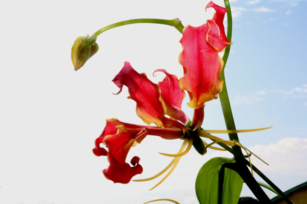 狐百合 きつねゆり こと グロリオサ Gloriosa Flower Photography By Riw 41 花譜の館