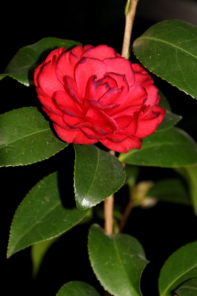 まるでダリアのよう・・椿・さつま紅(さつまくれない)前編2019