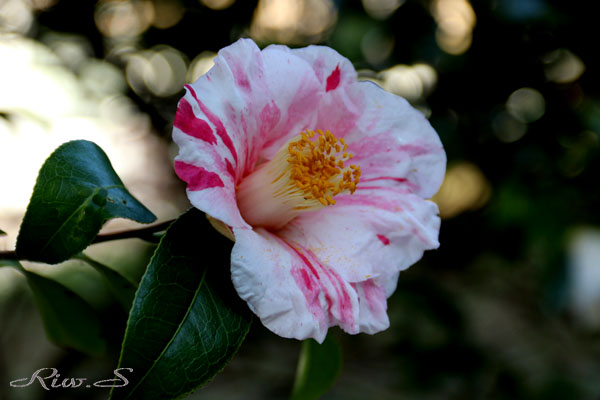 椿の江戸古種 白玉絞り しらたましぼり 2019 Flower Photography By Riw 398 北九州市立総合農事センター 小倉南区 横代東町 花譜の館 椿の江戸古種 白玉絞り しらたましぼり 2019 Flower Photography By Riw 398 北九州市立総合農事センター 小倉南区 横代東町 花譜の館