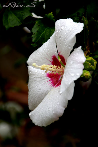 木槿 むくげ 宗旦 そうたん 千宗旦がこよなく愛でた 底紅 白花のムクゲ Single Photography ６７ 庭園 芦屋釜の里 花譜の館