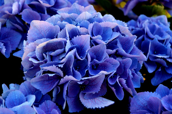 アジサイ シティーライン ベネチア Venezia Flower Photography By Riw １８２ 福智山ろく花公園 花譜の館