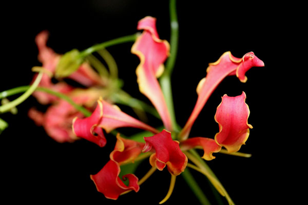 狐百合 きつねゆり こと グロリオサ Gloriosa Flower Photography By Riw 41 花譜の館