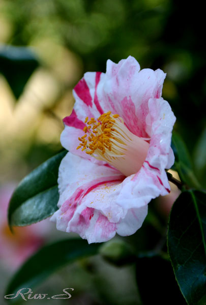 椿の江戸古種 白玉絞り しらたましぼり 2019 Flower Photography By Riw 398 北九州市立総合農事センター 小倉南区 横代東町 花譜の館 椿の江戸古種 白玉絞り しらたましぼり 2019 Flower Photography By Riw 398 北九州市立総合農事センター 小倉南区 横代東町 花譜の館