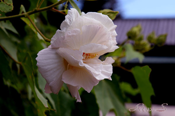 酔芙蓉 すいふよう ２０１９ Flower Photography By Riw ３７７ 庭園 芦屋釜の里 花譜の館