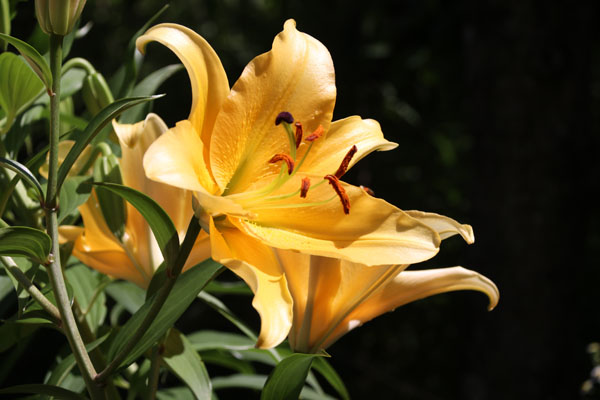 Ot ユリ オレンジ カサブランカ こと コルコバード Corcovard ２０１８ Flower Photography By Riw ２２６ 福智山ろく花公園 花譜の館