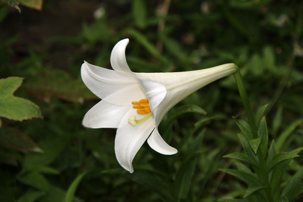 四季の風景・夏-鉄砲百合(てっぽうゆり)-今日の一景(68)-北九州市立