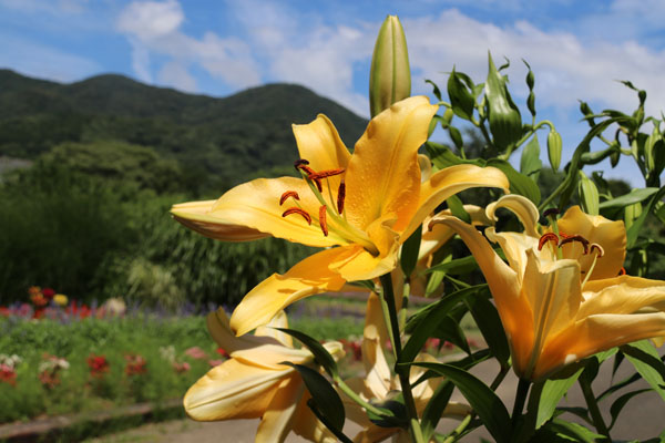 Ot ユリ オレンジ カサブランカ こと コルコバード Corcovard ２０１８ Flower Photography By Riw ２２６ 福智山ろく花公園 花譜の館