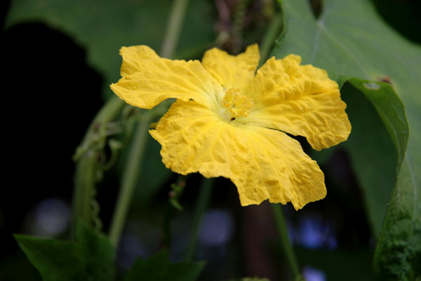 稔りの風景 秋 糸瓜 へちま ２０１５ 今日の一景 ３１２ ２０１５ 北九州市立白野江植物公園 花譜の館