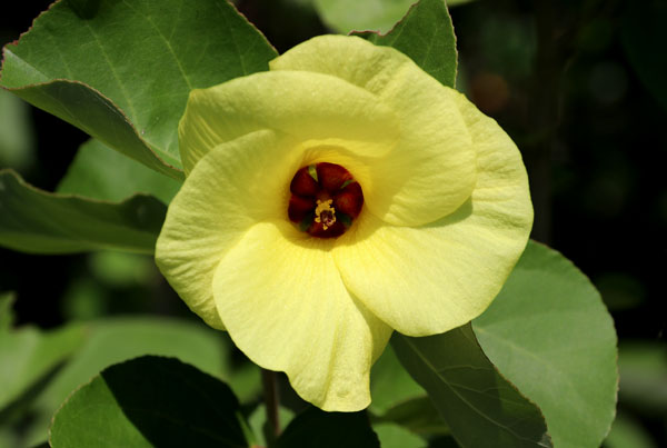 浜朴 はまぼう ２０１８ 日本原産の野生のハイビスカス 幸せの黄色い花 Flower Photography By Riw ２１９ 恋人の聖地 芦屋町 夏井ヶ浜はまゆう公園 花譜の館