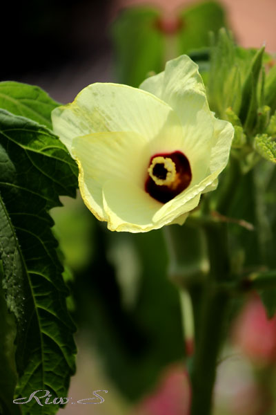 オクラ の花 名前は英語の Okra から 夏 黄色い花のあとにできる実が食用の おくら になる Flower Photography By Riw ３６０ 福智山ろく花公園 花譜の館