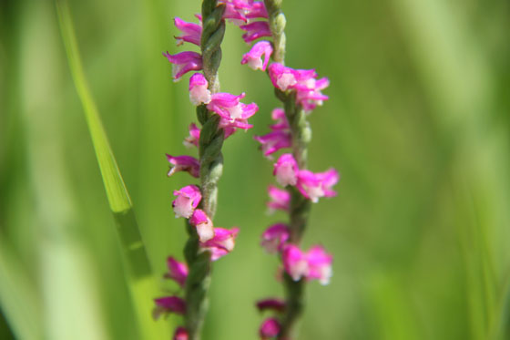 捩花 ねじばな 文字摺草 もじずりそう 花譜の館