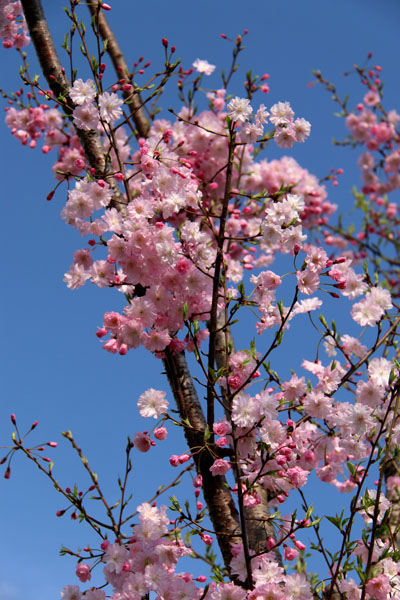 春♥️桜の花びら舞うピンク桜とスターフラワーのタッセル付きヘアゴム♪ 春♥️桜の花びら舞うピンク桜とスターフラワーのタッセル付きヘアゴム♪