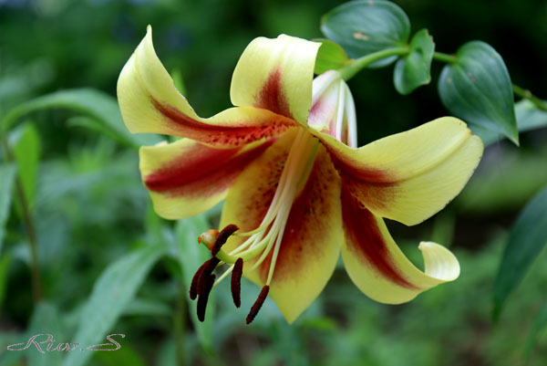オリエンタルユリ Ot ショッキング Shocking ２０１９ 鮮黄色と赤のコントラストが美しい 福智山ろく花公園 ユリ園 花譜の館
