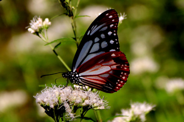 浅葱斑(あさぎまだら)蝶飛来・・四季の風景・秋・・花[藤袴(ふじばかま