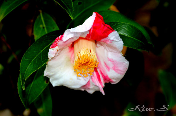 椿の江戸古種 白玉絞り しらたましぼり 2019 Flower Photography By Riw 398 北九州市立総合農事センター 小倉南区 横代東町 花譜の館 椿の江戸古種 白玉絞り しらたましぼり 2019 Flower Photography By Riw 398 北九州市立総合農事センター 小倉南区 横代東町 花譜の館