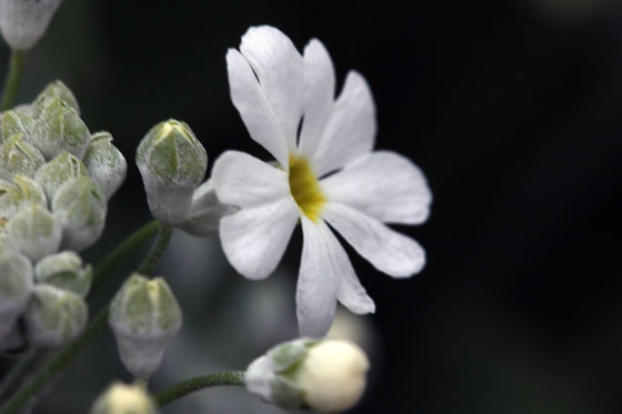 化粧桜 けしょうざくら 桜草 プリムラ 属の園芸品種 プリムラ マラコイデス 北九州市立白野江植物公園 花譜の館