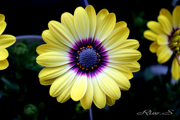 オステオスペルマム Osteospermum 品種は 人気の セレニティーシリーズ ブルーアイビューティー Flower Photography By Riw ３２１ 福智山ろく花公園 花譜の館
