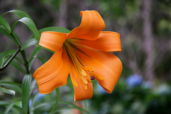 ギヤマン ユリの花とバイオリン リトグラフ E.A ポール・ギヤマン 『花
