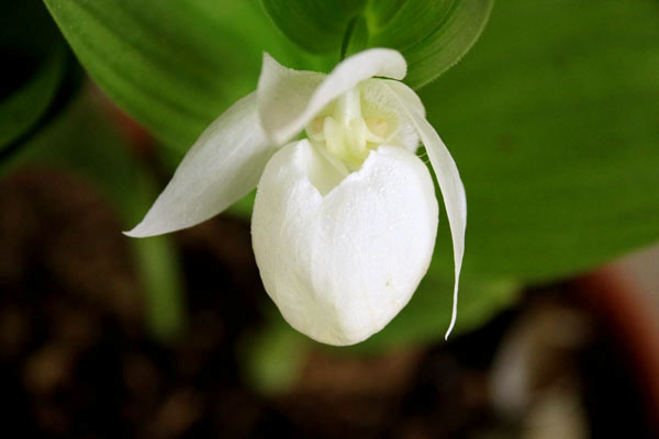 礼文アツモリソウ 2芽入（A19） 【公式通販】