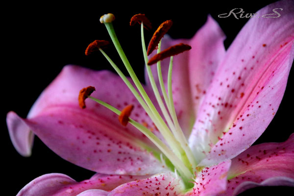 オリエンタルユリ Oh オリエンタル ハイブリッド種 ソルボンヌ Sorbonne 系 Flower Photography By Riw 426 花譜の館 オリエンタルユリ Oh オリエンタル ハイブリッド種 ソルボンヌ Sorbonne 系 Flower Photography By Riw 426 花譜の館
